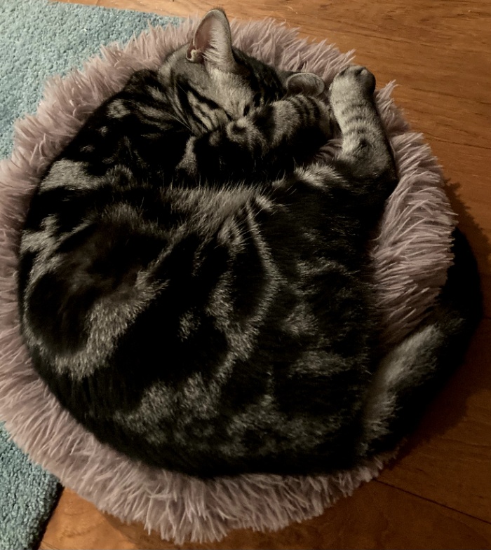 フカフカの丸いイソギンチャクのような専用ベッドにすっぽりと収まり、顔を隠してぐっすりと眠っているアメリカンショートヘア