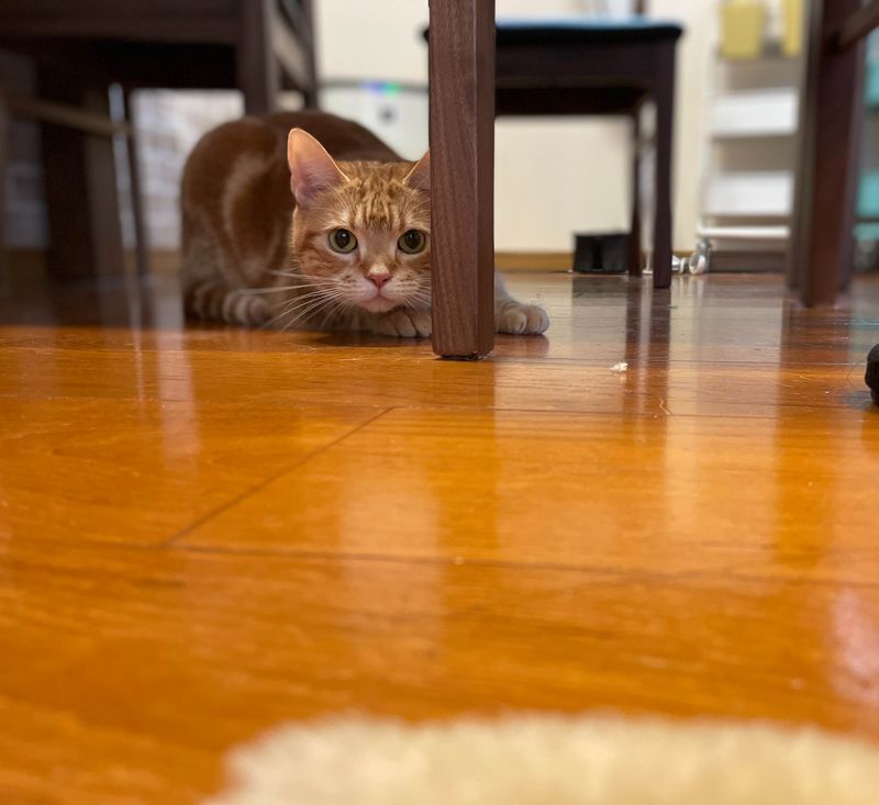 椅子の下から遠目でおしりフリフリしながらターゲットを狙っている茶トラ猫