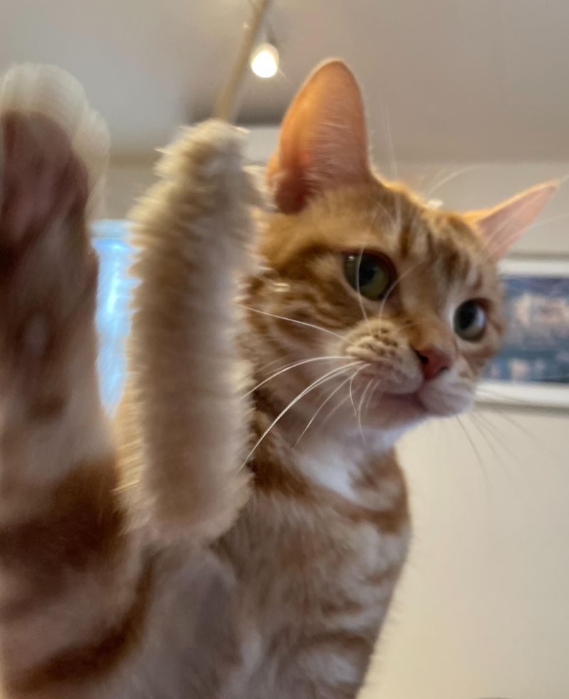 猫じゃらしに向かって目にも止まらぬ高速連続パンチを繰り出す茶トラ猫