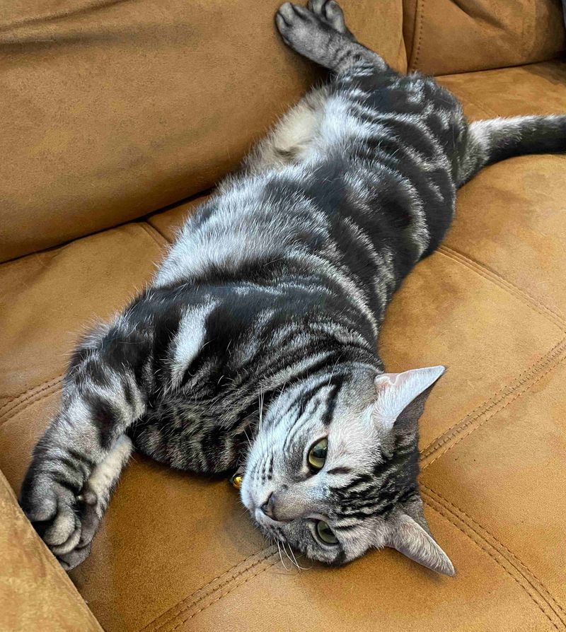 ソファーの上で体を長く伸ばし、表面積を広げてリラックスしているアメショ