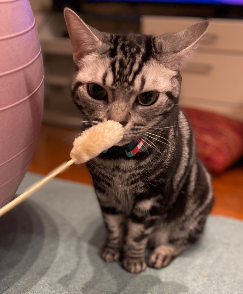 目の前の猫じゃらしに対して、獲物を捕らえるための次の一手を超高速で演算処理しているアメリカンショートヘア