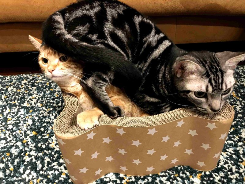 何とも言えない体制と状況でフリーズした茶トラとアメショ