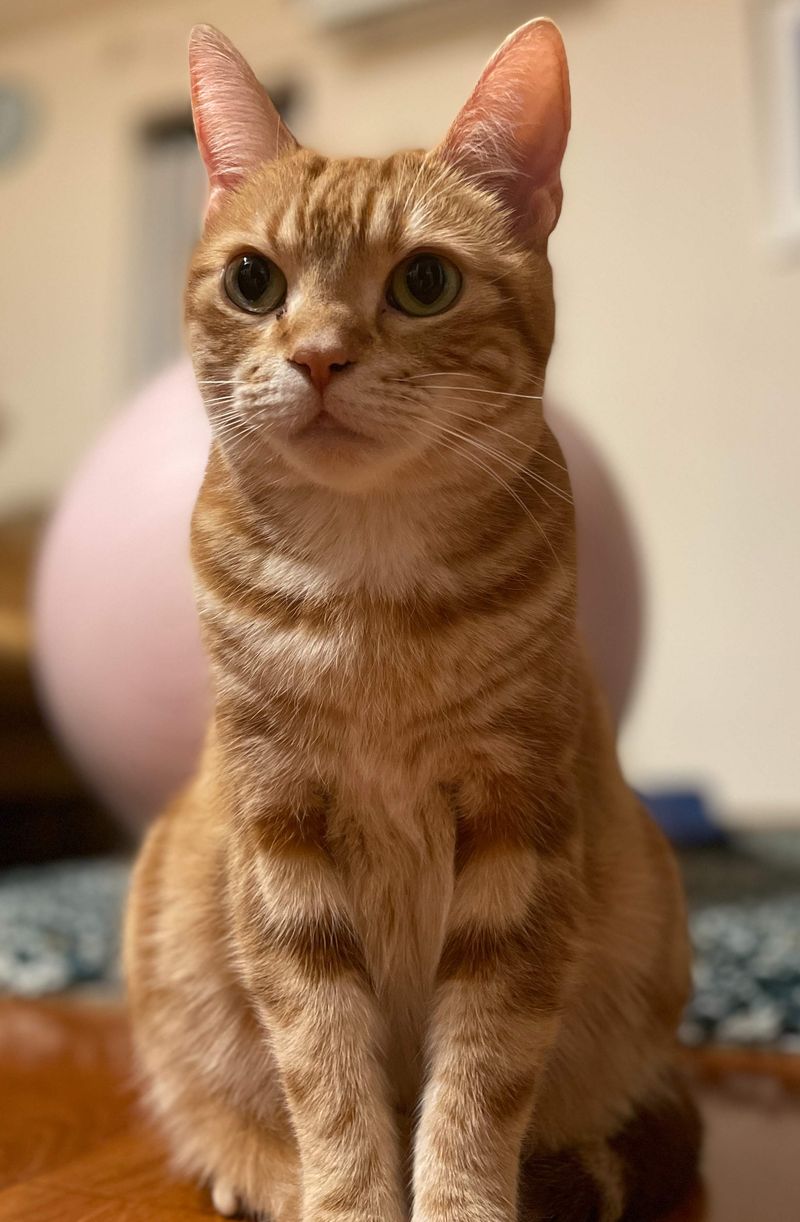 床の上に座り込んで無言で遊んでアピールをする茶トラ猫