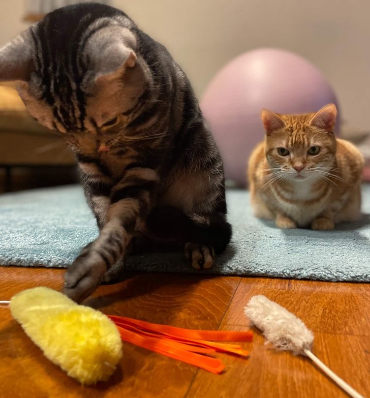 アメショが猫じゃらしで遊んでいる後ろで、香箱座りをして自分の順番を待っている茶トラ