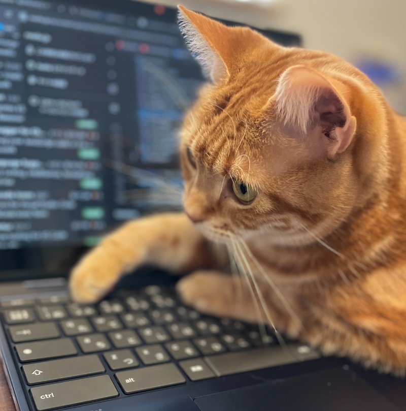 ノートパソコンのキーボードの上に前足を乗せ、キータッチと寝心地を確認している茶トラ猫
