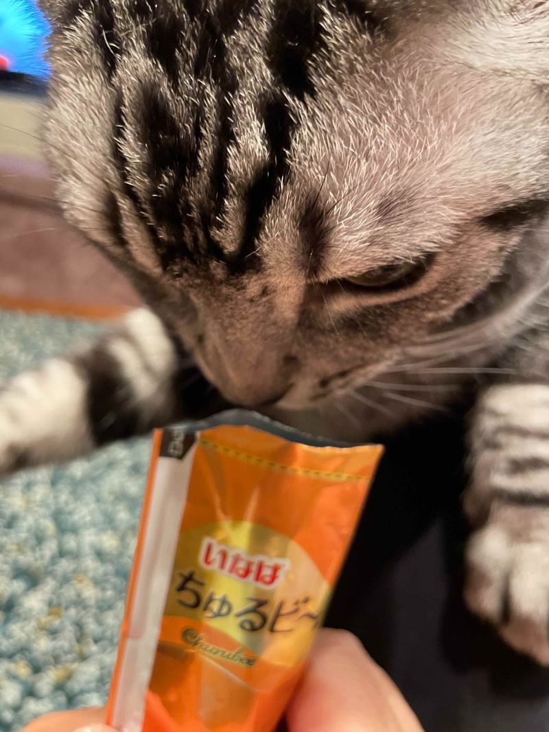 ちゅ〜るのパッケージを開けた瞬間に、目つきを変えて光の速さで顔を近づけてきたアメショ