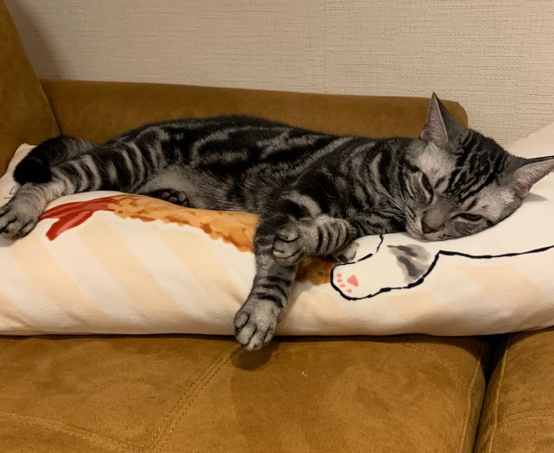 えびにゃんクッションの上で手足を伸ばし、完全に省エネ状態で爆睡するアメショ