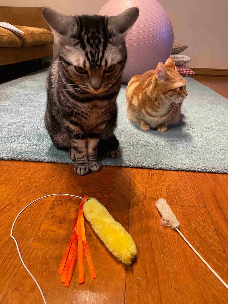 床に置かれたノーマル猫じゃらしか海老天猫じゃらしのどちらで遊ぼうか真剣に考えているアメショと、後ろで待機する茶トラ