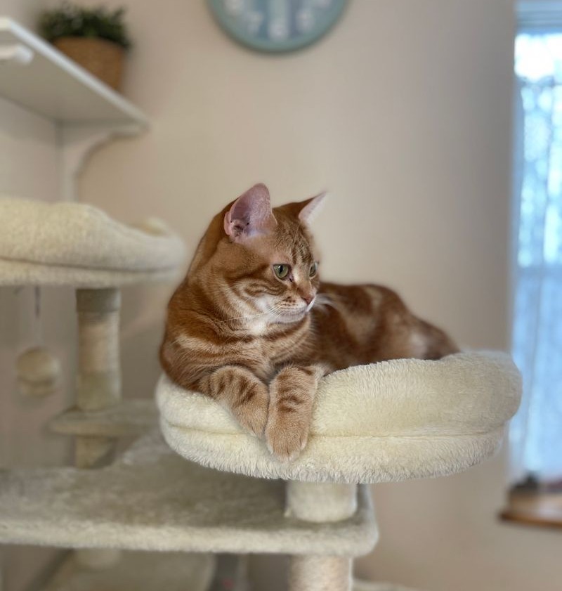 キャットタワーの上の特等席で、特権階級のように優雅にくつろぐ茶トラ