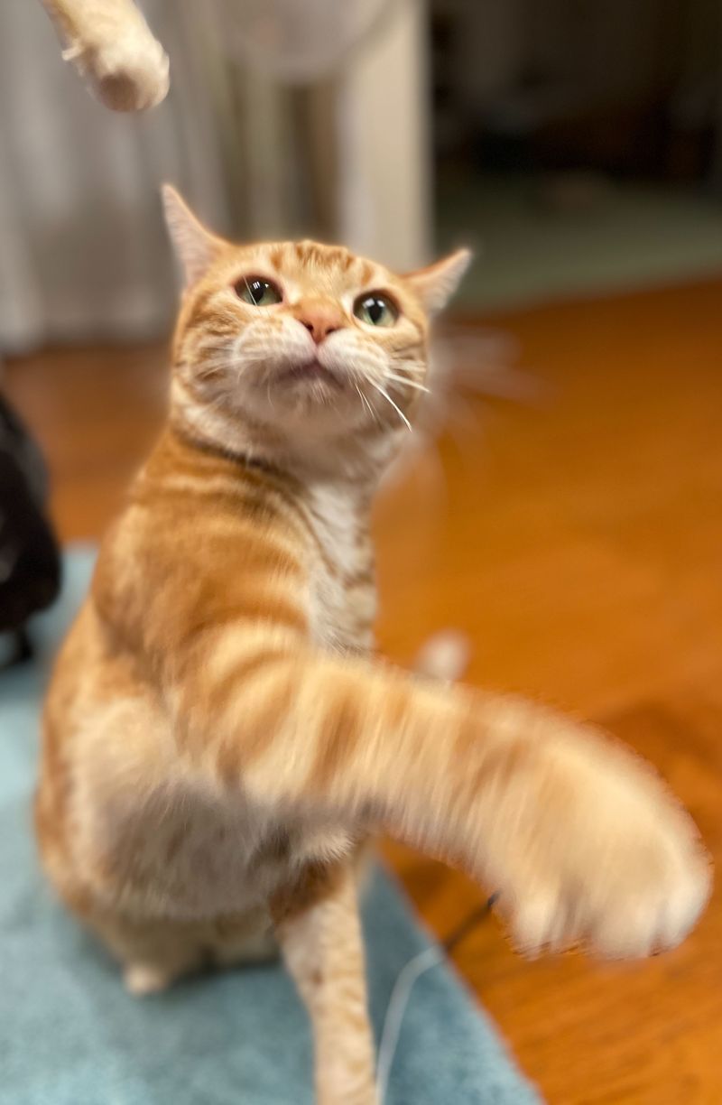 おもちゃに向かって素早い猫パンチを繰り出し、前足がブレて残像になっている茶トラ猫
