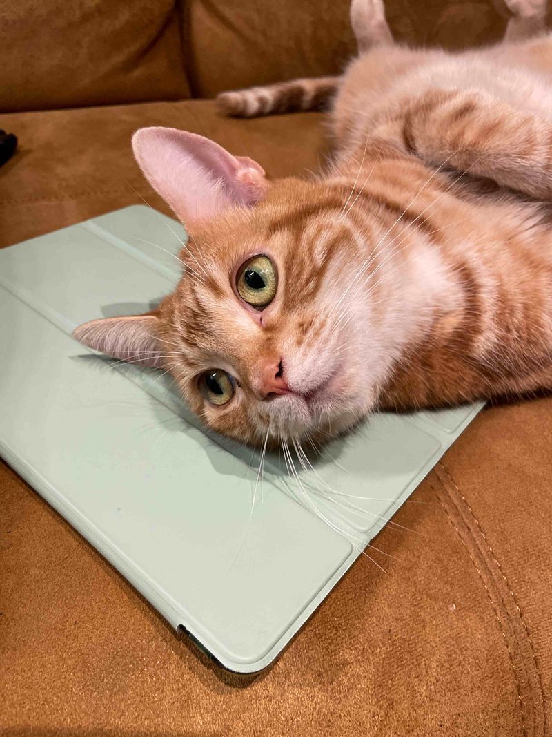 飼い主のiPadを枕にして完全に占有し、くつろいでいる茶トラ猫