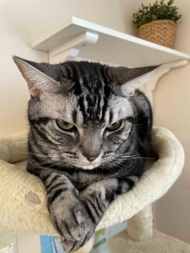 キャットタワーの上で不機嫌で怒ったようなふてくされた表情を見せるアメショ