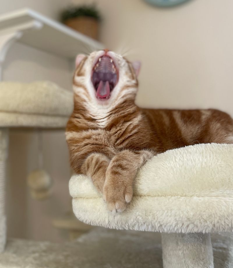 キャットタワーの上で悪魔のように大きな口を開けてあくびをし、周囲に眠たいアピールを発信している茶トラ猫