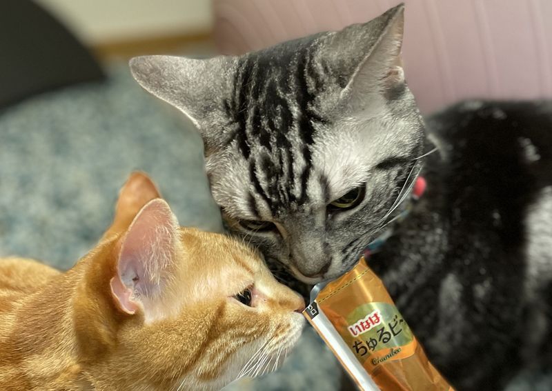 飼い主が差し出したちゅ～るを、身を乗り出して美味しそうにペロペロと舐めている茶トラとアメショの猫