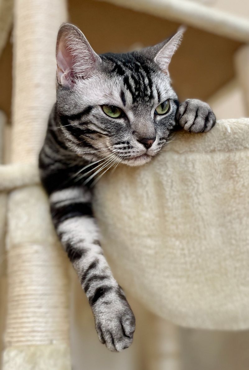ハンモックのフチから前足を突き出し、鋭い目つきで周囲を警戒しているアメショの猫