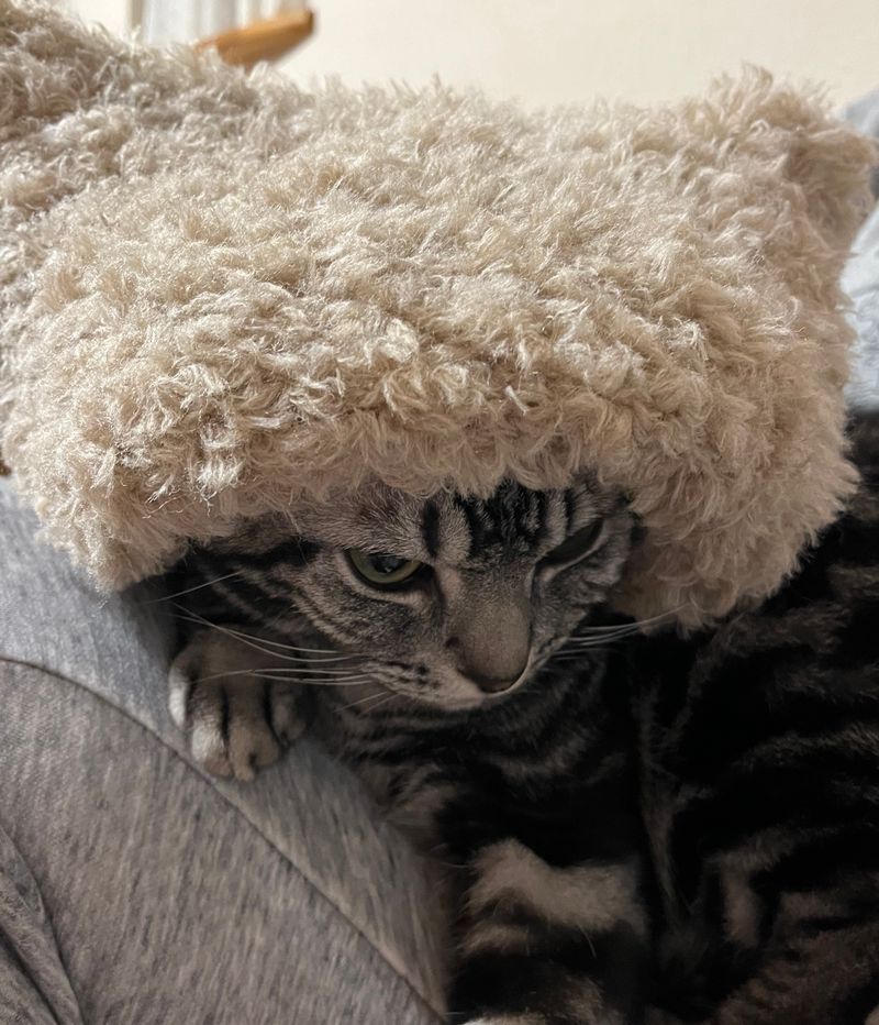 ユニークなニット帽をすっぽりとかぶり、アフロヘアのような特徴的なスタイルを頭部にまとってこちらを見つめているアメリカンショートヘアの猫
