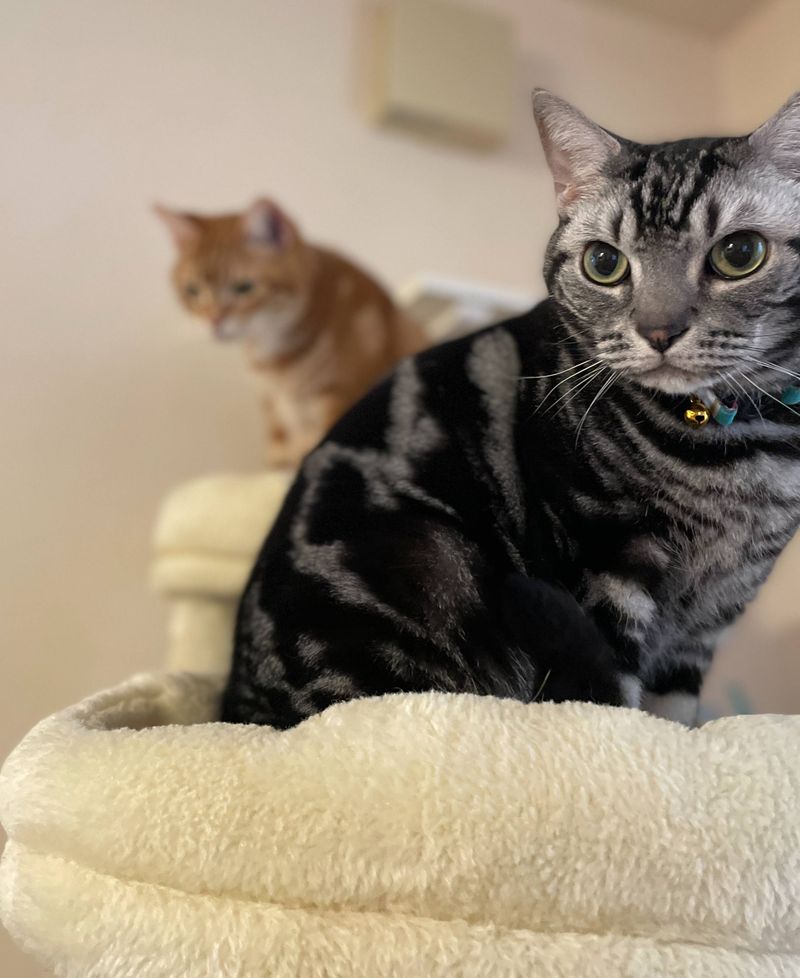 キャットタワーの前後上下のそれぞれのポジションにちょこんと座る茶トラとアメショの猫