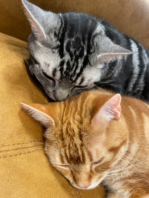 アメショと茶トラが並んで眠り、それぞれ全く異なる固有の頭の模様（M字柄）を見せている様子