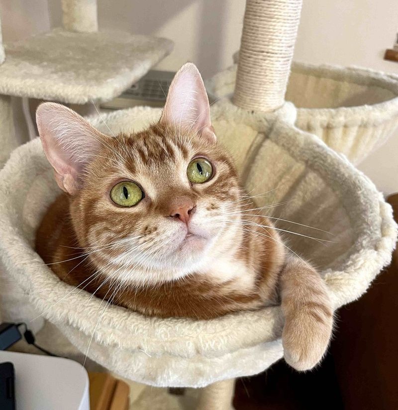 キャットタワーのハンモックから、上の棚にあるチュールが落ちてこないかと上を凝視している茶トラ