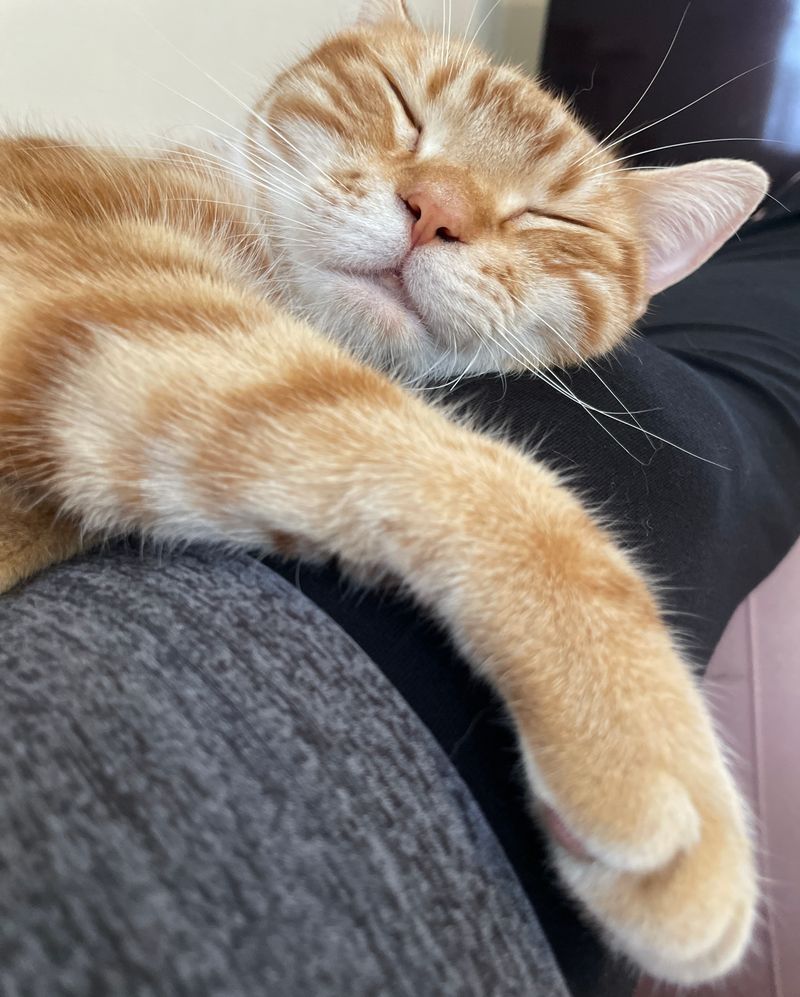 飼い主の太ももの上で完全にリラックスして眠る茶トラ猫の姿