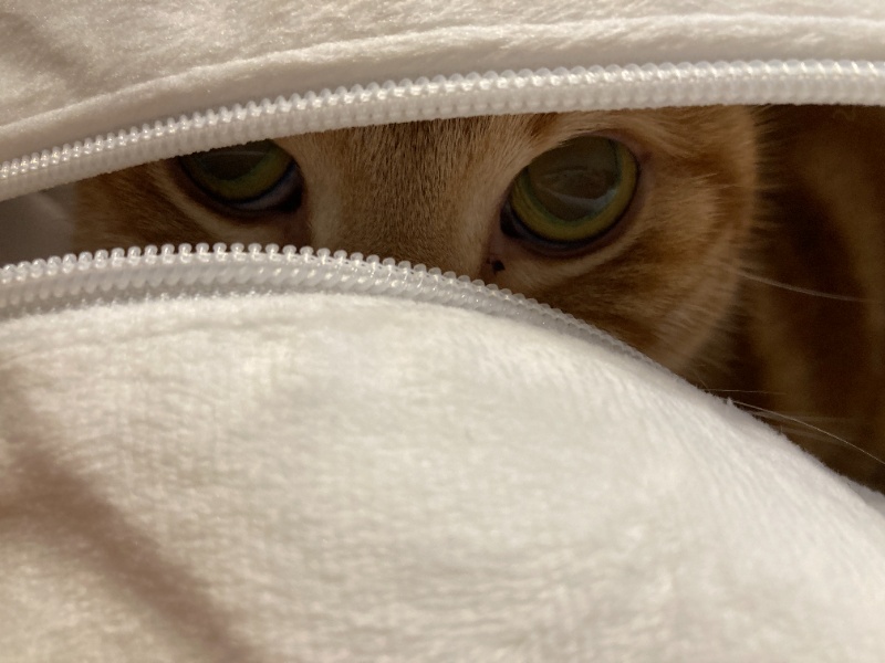 白い布の隙間から鋭い眼光を覗かせる茶トラ猫。外部の脅威から身を隠し、安全な領域から通信を確立するSSL/TLSの暗号化通信の概念を表現