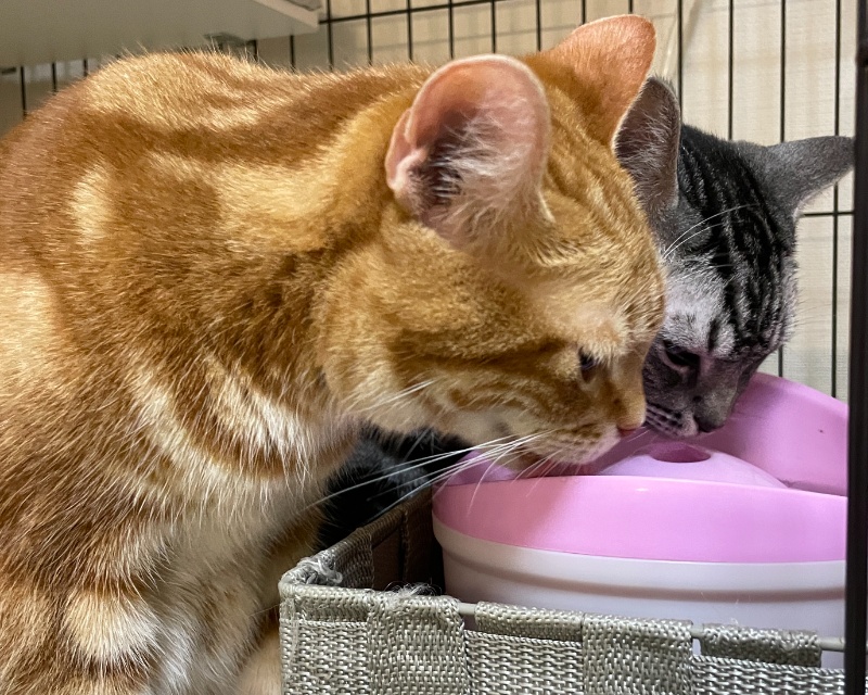 自動給水機から溢れ出る水を並んで飲み続ける、茶トラとアメショの仲良しな様子