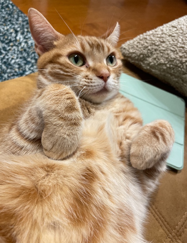 iPadの上にゴロンと寝転がり、イカ耳になりながら両手で空中の見えない電波をキャッチして端末へ分け与えようとしている茶トラ猫