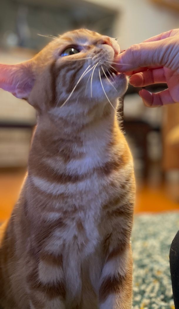 飼い主の指先から直接差し出された大好物のおやつを行儀良く口元へ運んで食べる茶トラの女の子