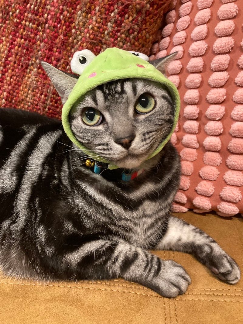 どこか自信なさげにカエルになりすましているアメショ