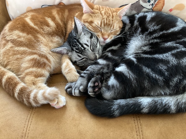 ソファーの上でぴったりと密着して眠る茶トラとアメショ。まだ動き出していない共通の設計図のような状態