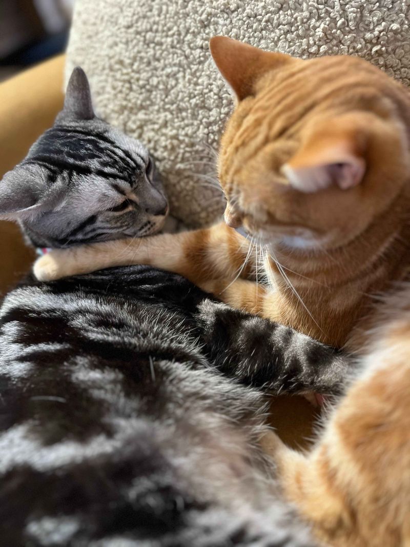 アメショと茶トラが激しく前足を突き出し合ってキャットファイトをしている写真