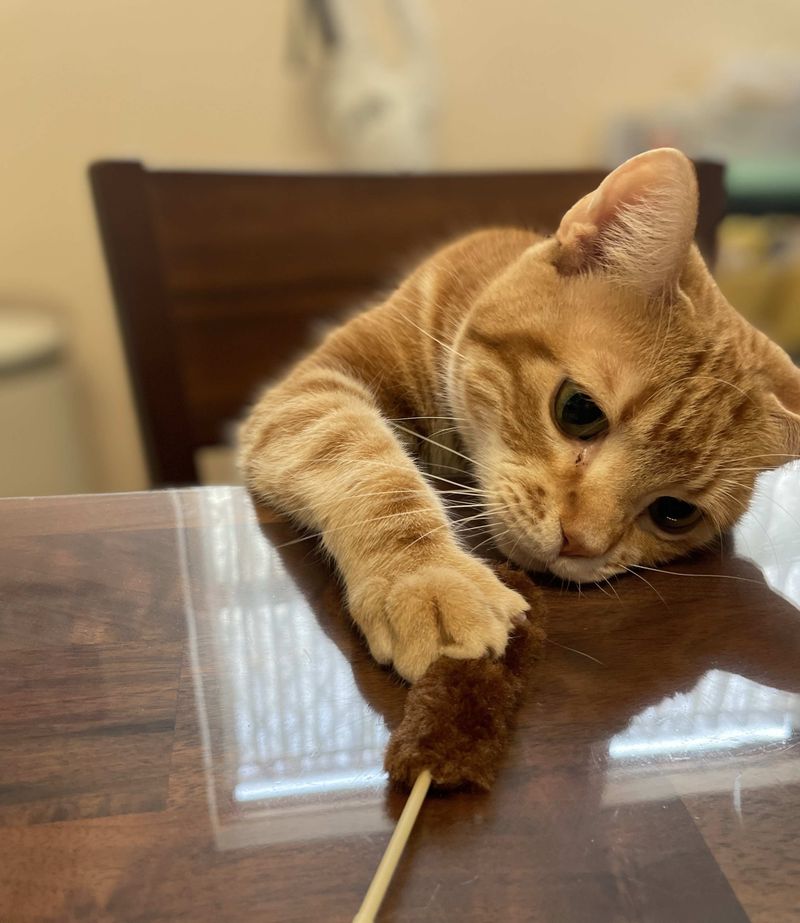 猫じゃらしを渾身の右フックでねじ伏せる茶トラ猫