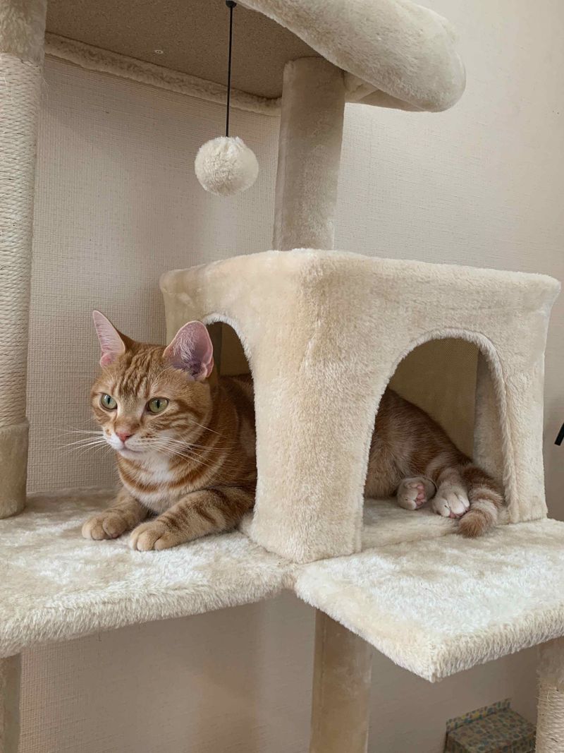 キャットタワーの箱の中にすっぽり収まり、顔だけを外に出してくつろぐ茶トラ猫