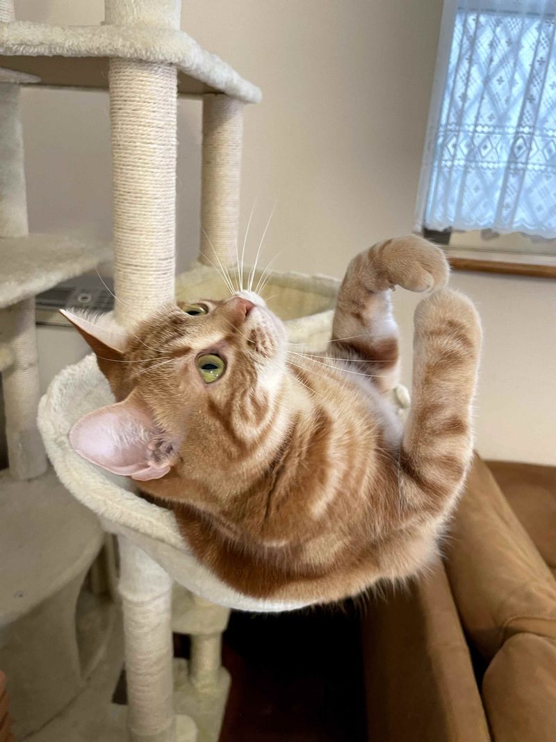 ハンモックから上を見上げて、降ってきた何かを両手でキャッチしようと身構えている体勢の茶トラ