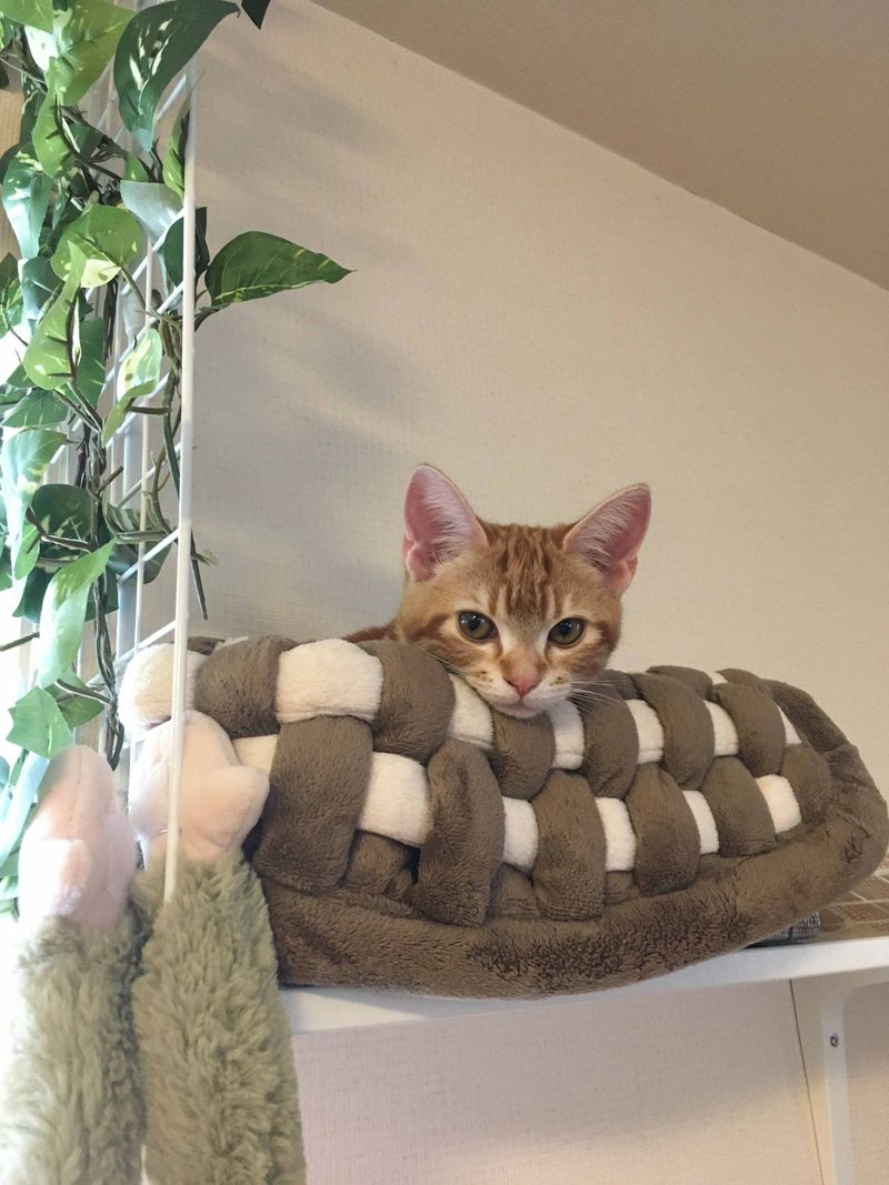 ふかふかのカゴからちょこんと顔を出してこちらを見下ろしている茶トラ猫