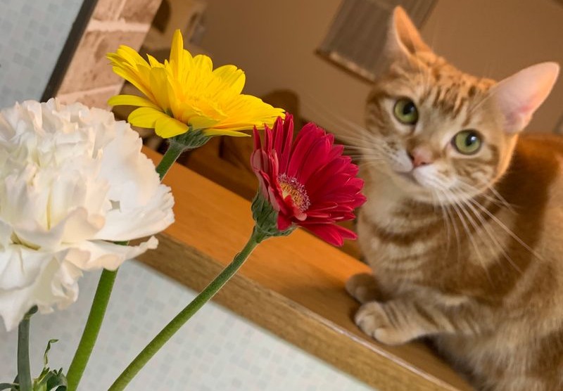 綺麗なお花が飾られたカウンター越しに、愛嬌たっぷりの可愛い表情でこちらを見つめて飼い主を魅了している茶トラの猫