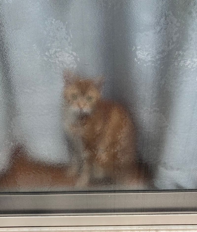 すりガラスの向こうにぼんやりと浮かび上がり、まるで幽霊のように見える茶トラ猫