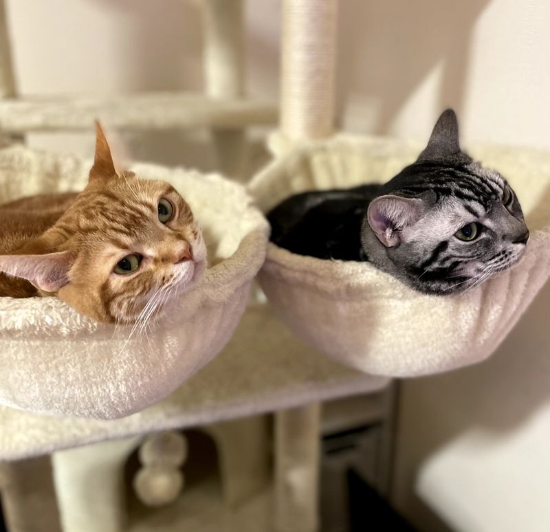 キャットタワーの同じ形のハンモックにそれぞれ入って、同じようにこちらを見ている茶トラとアメショ