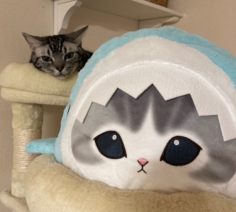 巨大なサメにゃんのぬいぐるみがキャットタワーのベッドを占領し、アメショが後ろで窮屈そうにいじけている様子