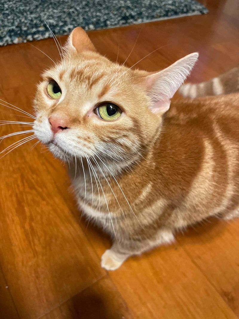 虚無を見つめるような眠たそうな表情でこちらを向く茶トラ猫