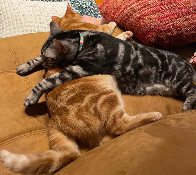 寝ている茶トラ猫の上に、別のアメショ猫がどっしりと覆いかぶさっている様子。同じ場所に複数の猫が重なるオーバーロードのイメージ。