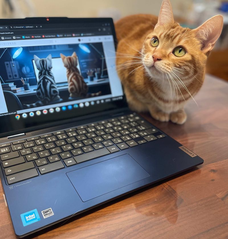 飼い主のPC作業を横でじっと見つめる茶トラ猫
