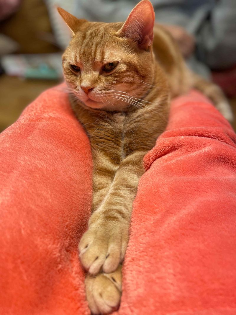 飼い主の太ももの間にすっぽりとハマって満足そうにしている茶トラ