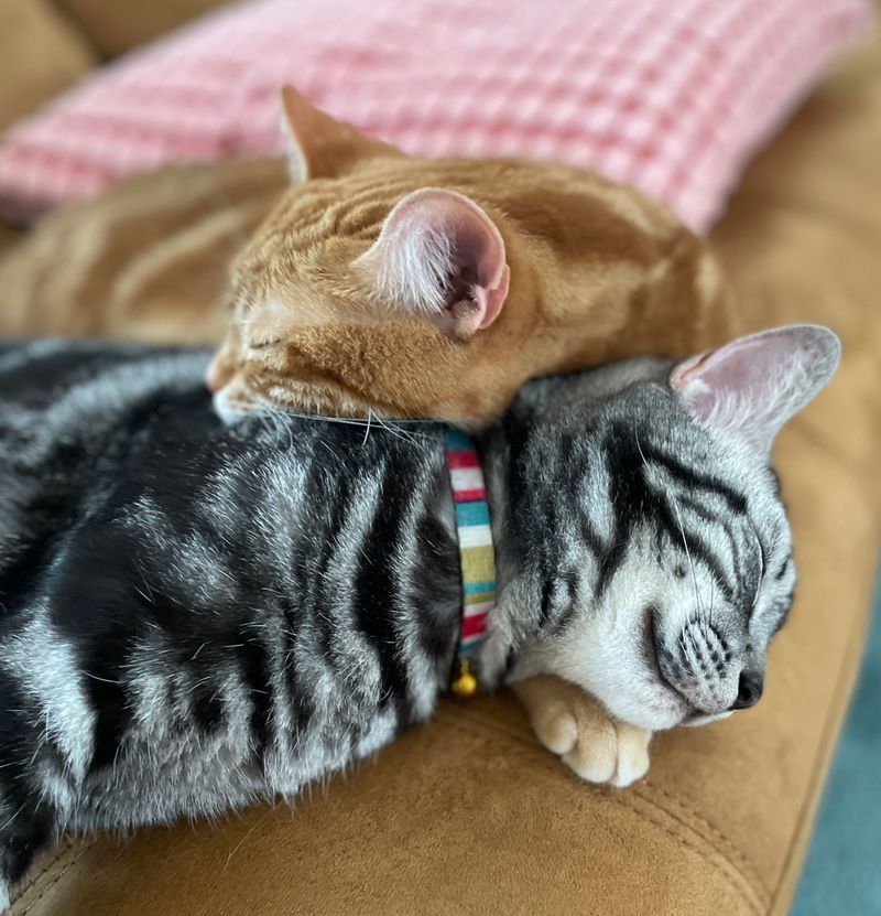 アメショと茶トラがお互いの腕と背中を枕にしてリソースをシェアして眠る様子