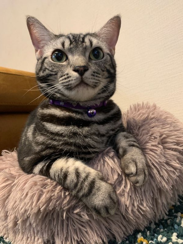 ふわふわのイソギンチャクベッドというお気に入りの箱にすっぽりと収まっているアメショ