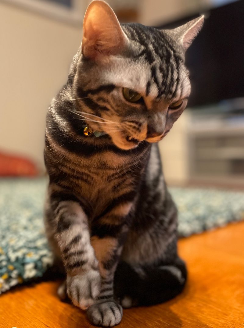 普段は温厚なアメショが何かに操られているかのように猛獣のような怖い顔つきで攻撃態勢をとっている様子