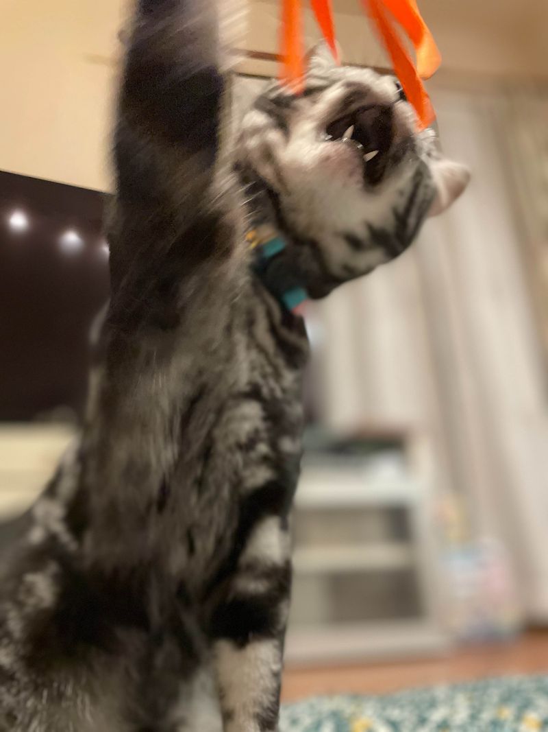 リボンのおもちゃに向かってなりふり構わず高速で猫パンチを繰り出すアメショ