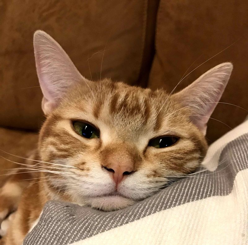 遊び疲れて顔が完全にオフ状態で眠る茶トラ猫