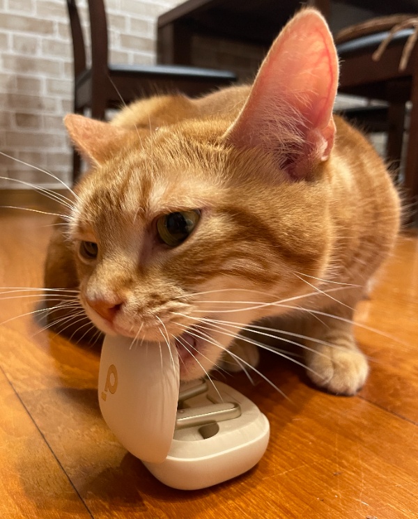 ワイヤレスイヤホンのケースを噛んで耐久性と開けられる隙間がないかをテストする茶トラ