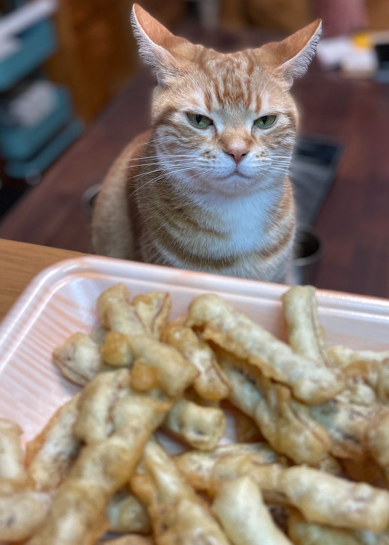 テーブルに置かれたイカ天を鋭い目つきですぐさまロックオンしている茶トラ猫